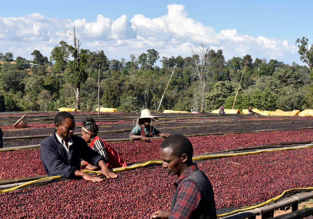 Two Coffees, One Origin: Exploring Banko Gotiti Washed &amp; Natural.